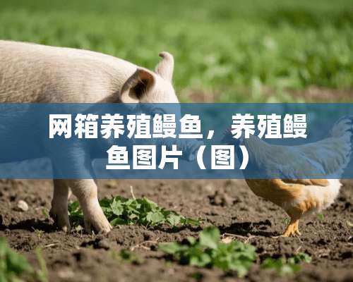 网箱养殖鳗鱼，养殖鳗鱼图片（图）