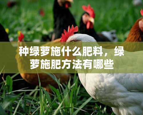 种绿萝施什么肥料，绿萝施肥方法有哪些