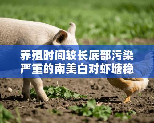 养殖时间较长底部污染严重的南美白对虾塘稳水一例