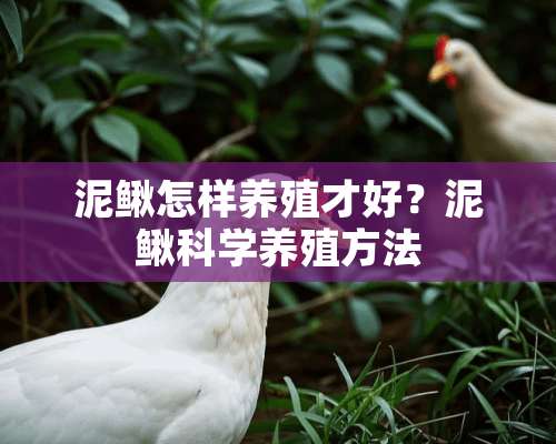 泥鳅怎样养殖才好？泥鳅科学养殖方法