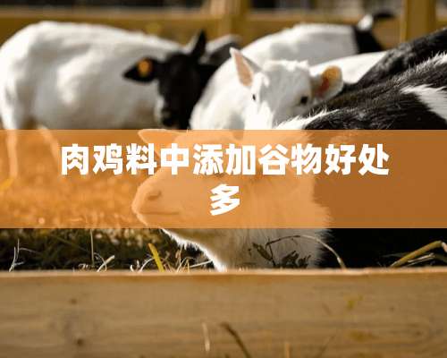 肉鸡料中添加谷物好处多