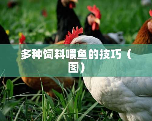 多种饲料喂鱼的技巧（图）