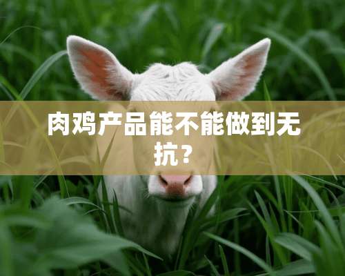 肉鸡产品能不能做到无抗？