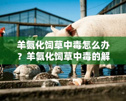 羊氨化饲草中毒怎么办？羊氨化饲草中毒的解救措施