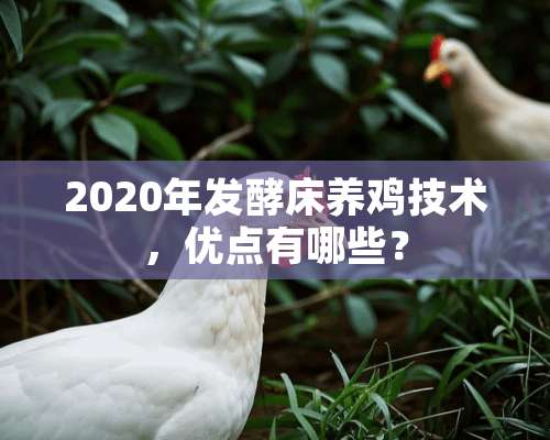 2020年发酵床养鸡技术，优点有哪些？