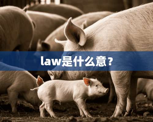 law是什么意？