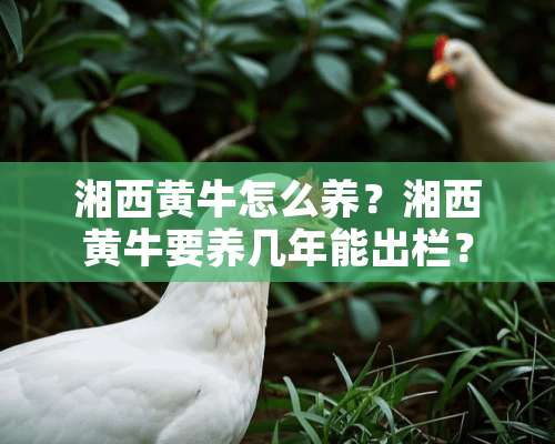 湘西黄牛怎么养？湘西黄牛要养几年能出栏？