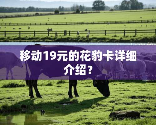 移动19元的花豹卡详细介绍？