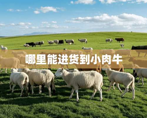 哪里能进货到小肉牛