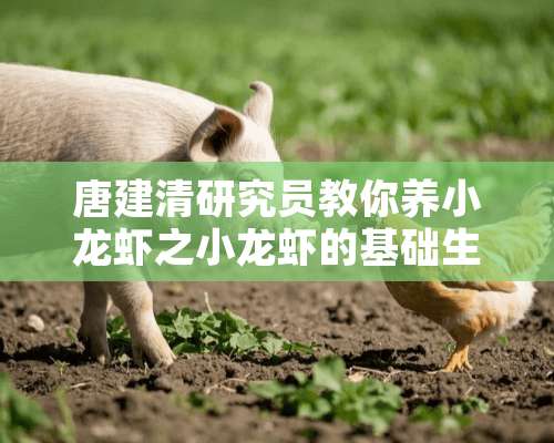 唐建清研究员教你养小龙虾之小龙虾的基础生物学特征