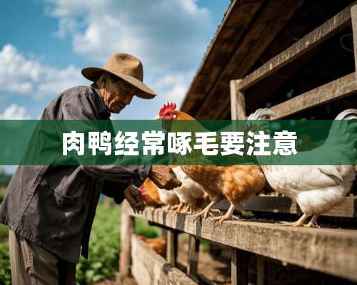 肉鸭经常啄毛要注意