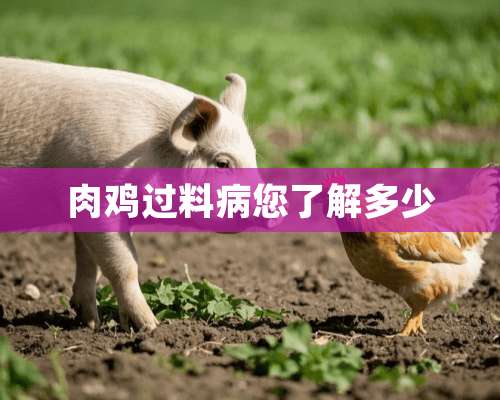 肉鸡过料病您了解多少