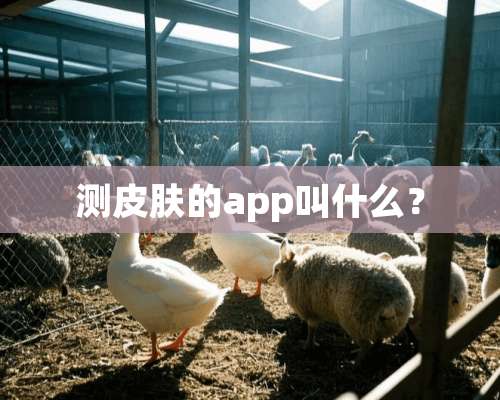 测皮肤的app叫什么？