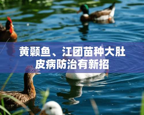 黄颡鱼、江团苗种大肚皮病防治有新招