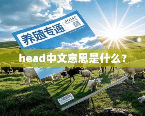 head中文意思是什么？