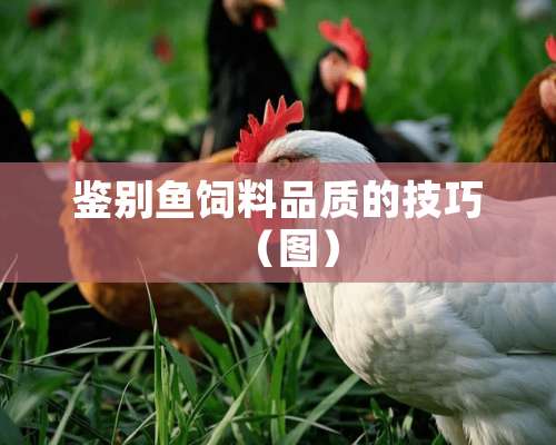 鉴别鱼饲料品质的技巧（图）