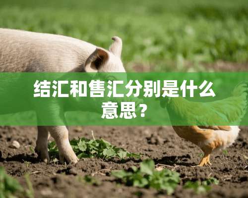 结汇和售汇分别是什么意思？