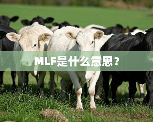 MLF是什么意思？