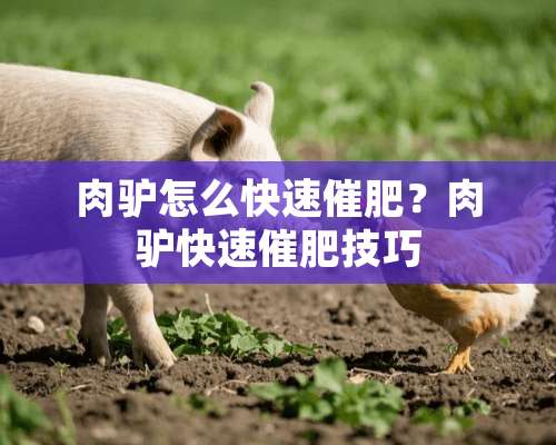 肉驴怎么快速催肥？肉驴快速催肥技巧