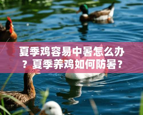 夏季鸡容易中暑怎么办？夏季养鸡如何防暑？