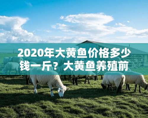 2020年大黄鱼价格多少钱一斤？大黄鱼养殖前景分析