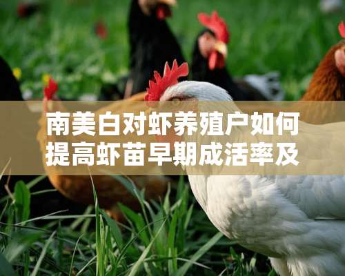 南美白对虾养殖户如何提高虾苗早期成活率及防病