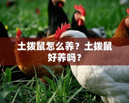 土拨鼠怎么养？土拨鼠好养吗？