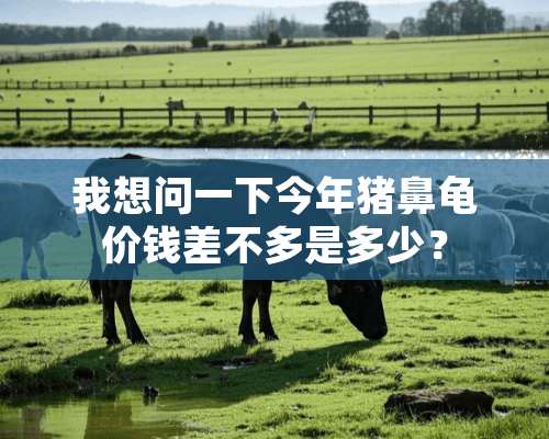 我想问一下今年猪鼻龟价钱差不多是多少？