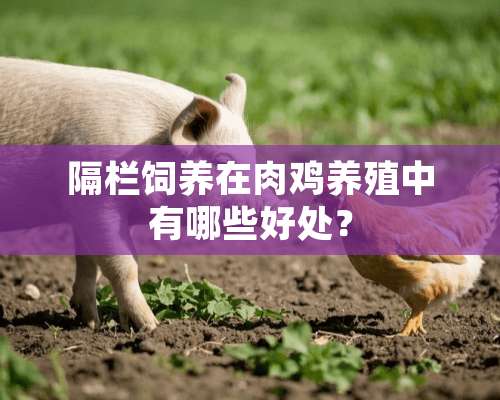 隔栏饲养在肉鸡养殖中有哪些好处？