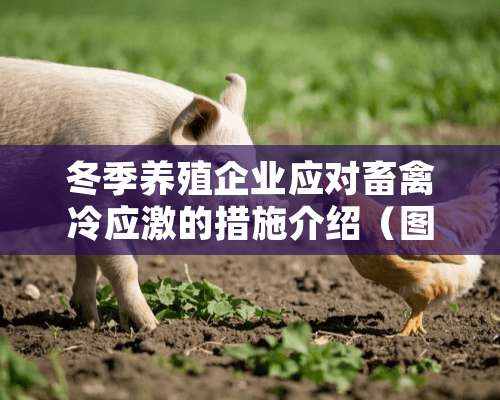 冬季养殖企业应对畜禽冷应激的措施介绍（图）