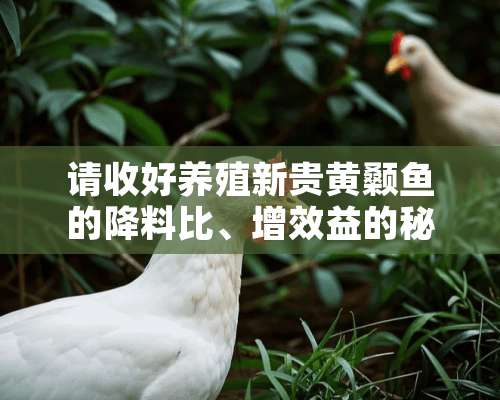 请收好养殖新贵黄颡鱼的降料比、增效益的秘笈