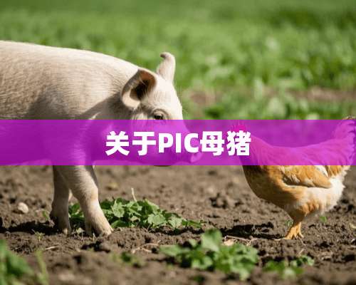 关于PIC母猪