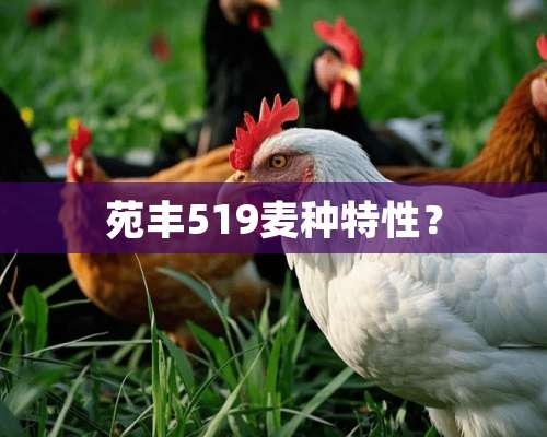 苑丰519麦种特性？