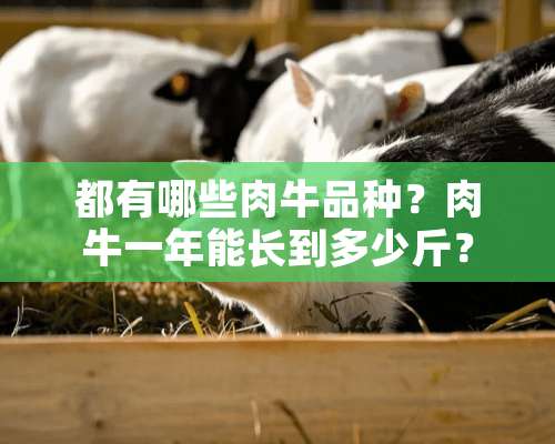 都有哪些肉牛品种？肉牛一年能长到多少斤？