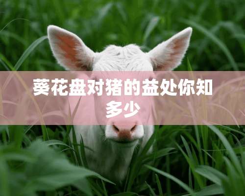 葵花盘对猪的益处你知多少