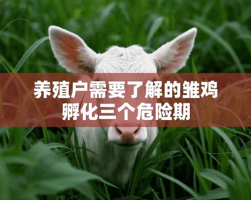 养殖户需要了解的雏鸡孵化三个危险期