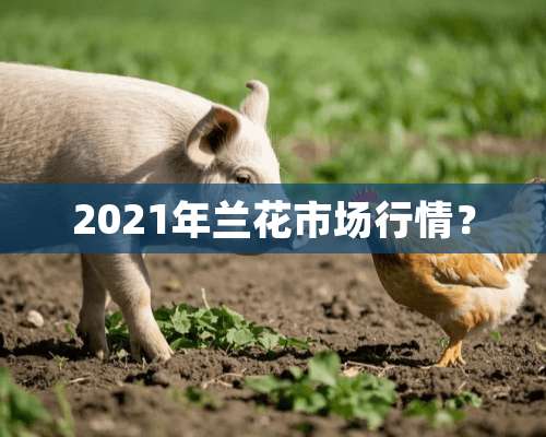 2021年兰花市场行情？