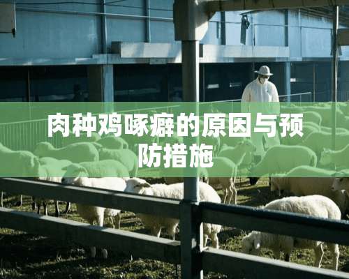 肉种鸡啄癖的原因与预防措施