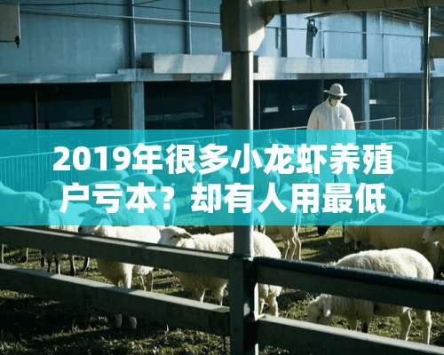 2019年很多小龙虾养殖户亏本？却有人用最低成本养最好的虾，他有何法宝？