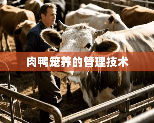 肉鸭笼养的管理技术