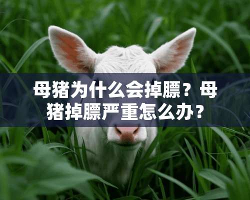 母猪为什么会掉膘？母猪掉膘严重怎么办？