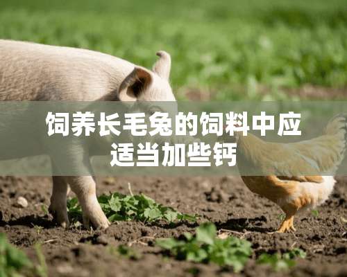 饲养长毛兔的饲料中应适当加些钙