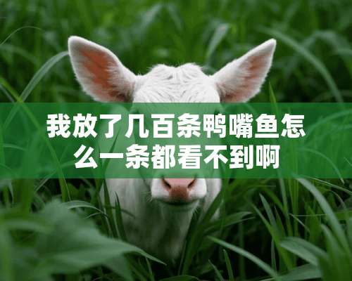 我放了几百条鸭嘴鱼怎么一条都看不到啊