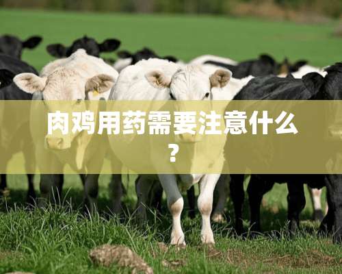 肉鸡用药需要注意什么？