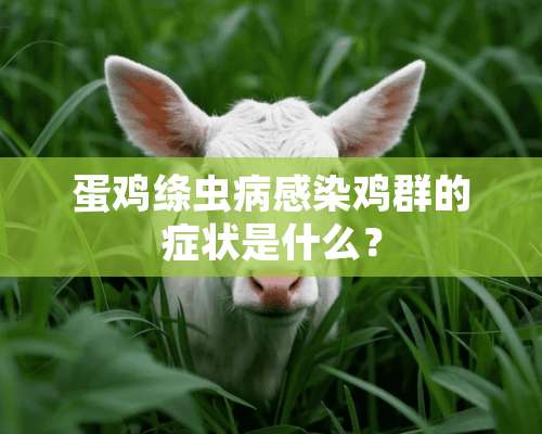 蛋鸡绦虫病感染鸡群的症状是什么？