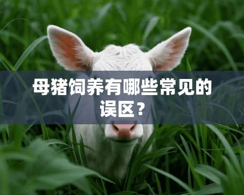 母猪饲养有哪些常见的误区？