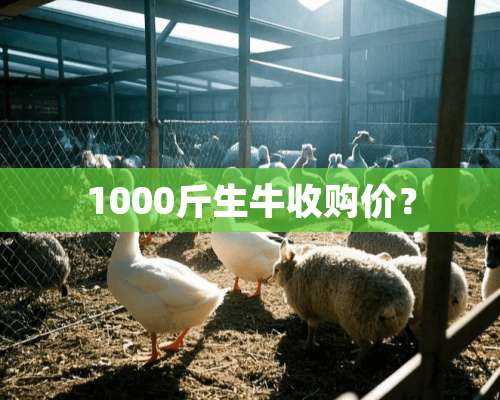 1000斤生牛收购价？