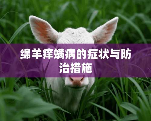 绵羊痒螨病的症状与防治措施