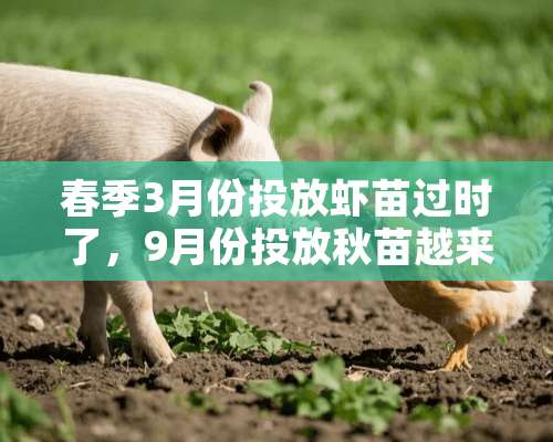 春季3月份投放虾苗过时了，9月份投放秋苗越来越赚钱