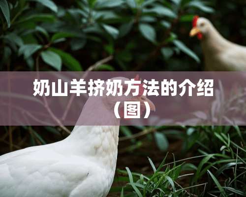 奶山羊挤奶方法的介绍（图）